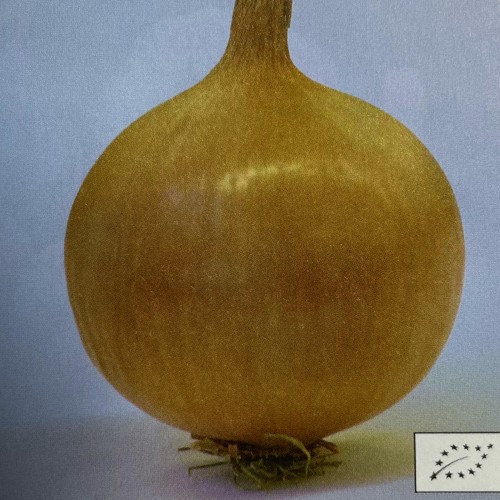 Seemned - Allium cepa 'Hylander' - Harilik sibul 'Hylander'
